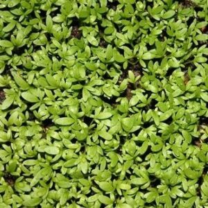 Semillas de Berro Enano 0.5 gr