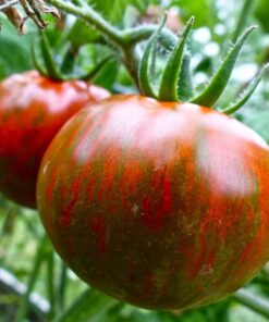 Tomate Antiguo N°26- Herencia: Black Zebra Semilla Orgánica 10 un.