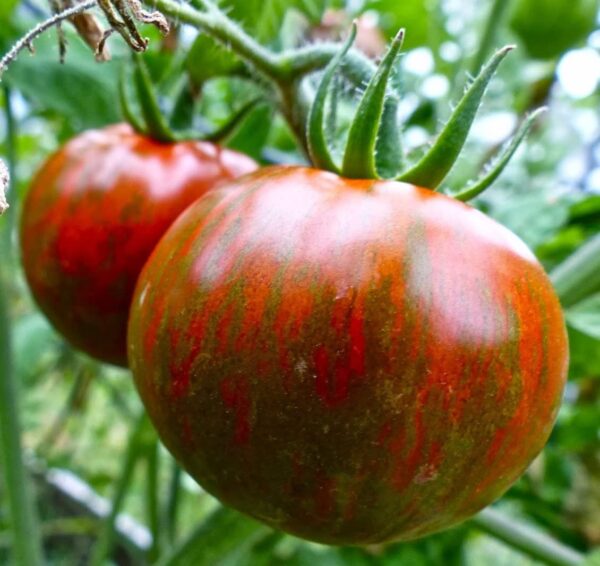 Tomate Antiguo N°26- Herencia: Black Zebra Semilla Orgánica 10 un.