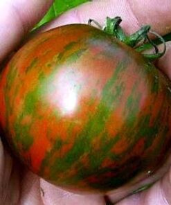 Tomate Antiguo N°26- Herencia: Black Zebra Semilla Orgánica 10 un.