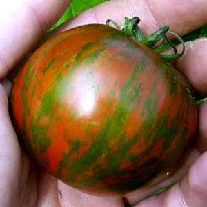 Tomate Antiguo N°26- Herencia: Black Zebra Semilla Orgánica 10 un.