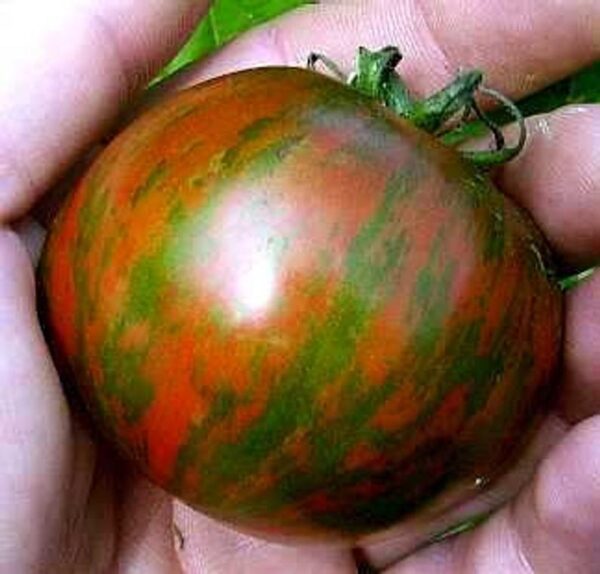 Tomate Antiguo N°26- Herencia: Black Zebra Semilla Orgánica 10 un.