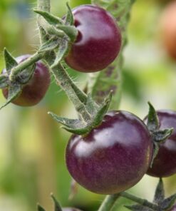 Tomate Antiguo N°7 - Herencia: Blue Berries Semilla Orgánica 10 un.