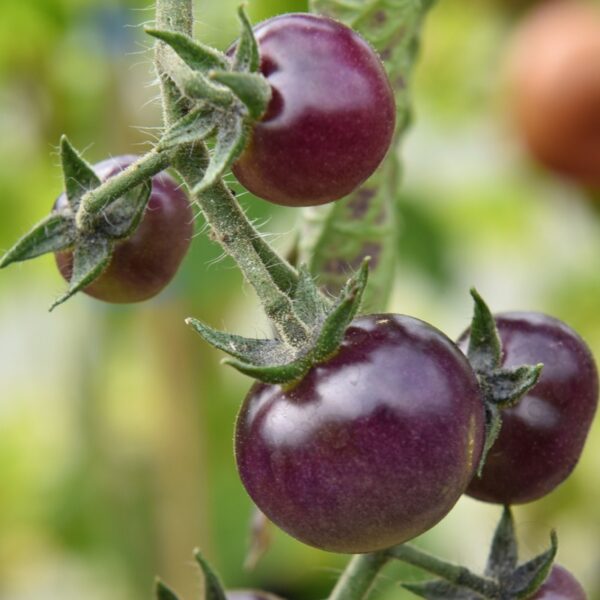 Tomate Antiguo N°7 - Herencia: Blue Berries Semilla Orgánica 10 un.