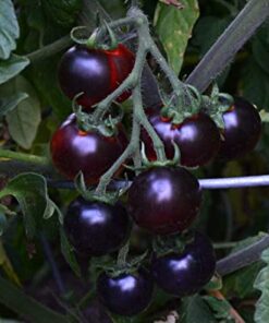 Tomate Antiguo N°7 - Herencia: Blue Berries Semilla Orgánica 10 un.