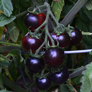 Tomate Antiguo N°7 - Herencia: Blue Berries Semilla Orgánica 10 un.
