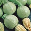 Planta de Zapallo Italiano bola blanca