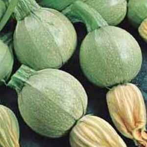 Planta de Zapallo Italiano bola blanca