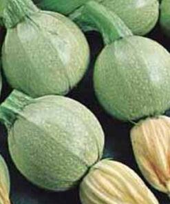 Semillas de zapallo Italiano Bola Blanca libre de químicos 3 gr.
