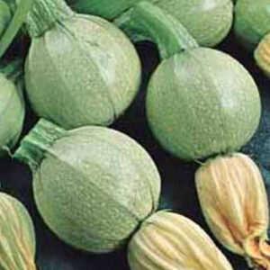 Semillas de zapallo Italiano Bola Blanca libre de químicos 3 gr.