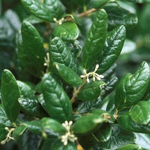 Árbol Boldo en bolsa