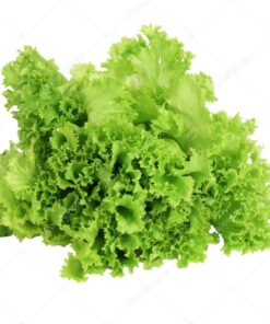 Semilla orgánica lechuga Boronda 3 gr.