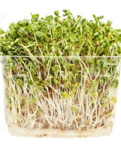 Semilla Trébol Rojo (encarnado) para brotes 1 kg