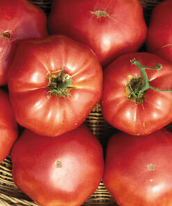 Tomate Antiguo N°34 - Herencia: Brandywine Sudduth Semilla Orgánica 15 un.