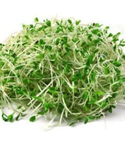 Semilla Alfalfa para brotes 100 gr