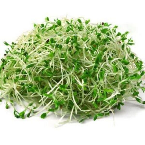 Semilla Alfalfa para brotes 100 gr