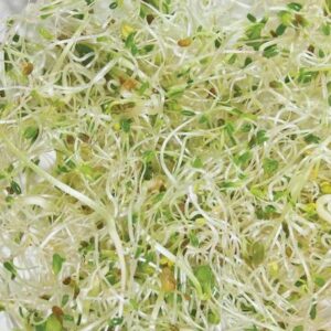 Semilla Trébol Rojo (encarnado) para brotes 1 kg