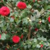 Camelia Japónica 120 cm +