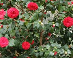 Camelia Japónica 120 cm +