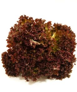 Semilla orgánica lechuga Camila 3 gr.