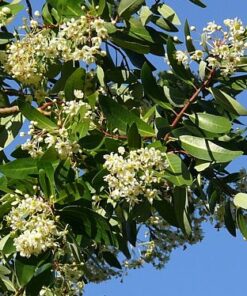 Árbol Canelo en bolsa