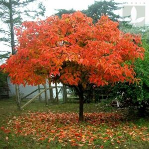 Mancaqui Fuyu Injertado