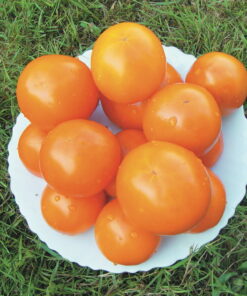 Tomate Antiguo N°35 - Herencia: Caro Rich Semilla Orgánica 15 un.