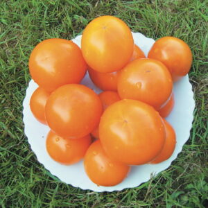 Tomate Antiguo N°35 - Herencia: Caro Rich Semilla Orgánica 15 un.