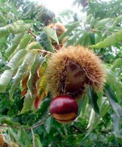 Castaño de Fruta Grande 2 mt +