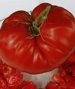 Tomate Antiguo N°16- Herencia: Champ Semilla Orgánica 15 un.