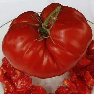 Tomate Antiguo N°16- Herencia: Champ Semilla Orgánica 15 un.