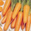 Semillas peletizadas de Zanahoria - Fácil siembra