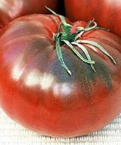 Tomate Antiguo N°17- Herencia: Cherokee Chocolate Semilla Orgánica 15 un.