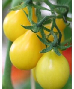 Tomate Antiguo N°42 - Herencia: Tomate Cherry pera amarillo Semilla Orgánica 15 un.