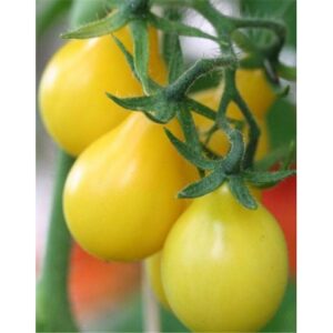 Tomate Antiguo N°42 - Herencia: Tomate Cherry pera amarillo Semilla Orgánica 15 un.