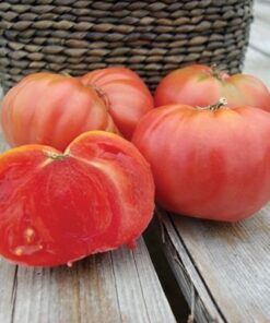 Tomate Antiguo N°33- Herencia: Chianti Rose Semilla Orgánica 10 un.
