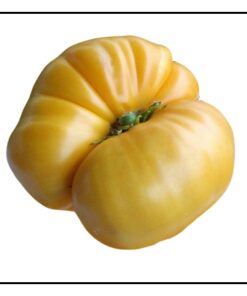 Tomate Antiguo N°36- Herencia: Chuck´s Yellow Semilla Orgánica 15 un.