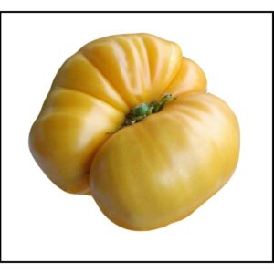 Tomate Antiguo N°36- Herencia: Chuck´s Yellow Semilla Orgánica 15 un.