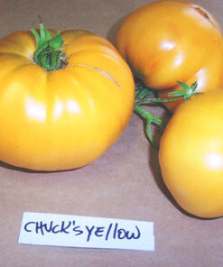 Tomate Antiguo N°36- Herencia: Chuck´s Yellow Semilla Orgánica 15 un.