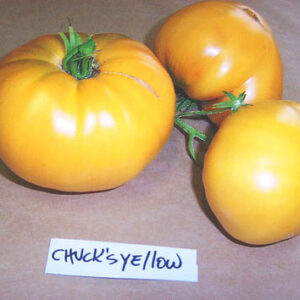 Tomate Antiguo N°36- Herencia: Chuck´s Yellow Semilla Orgánica 15 un.
