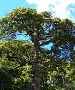 Árbol Coigüe en bolsa
