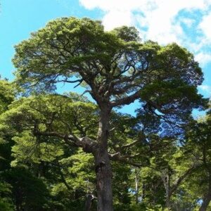 Árbol Coigüe en bolsa