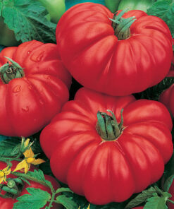 Tomate antiguo N°4 - Herencia Costoluto Genovese Semilla Orgánica 15 un.