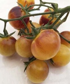 Tomate Antiguo N°18- Herencia: Cream Semilla Orgánica 10 un.