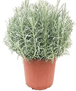 Planta de Curry