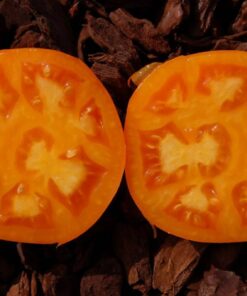 Tomate Antiguo N°23- Herencia: Dad´s Sunset Semilla Orgánica 5 un.