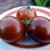 Tomate Antiguo N°12- Herencia: Dark Tiger Semilla Orgánica 10 un.