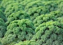 Semillas de Kale Darkibor F1