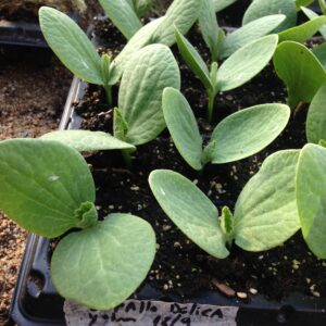 Semillas de Zapallo de Guarda Delica F1 (híbrido) 20 semillas