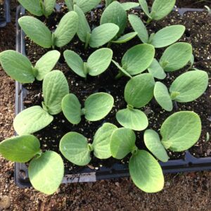 Semillas de Zapallo de Guarda Delica F1 (híbrido) 20 semillas